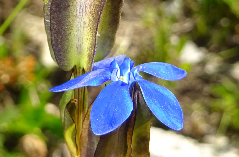 Gentiana utriculosa / Genziana alata